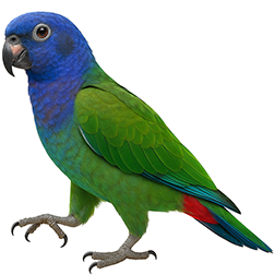 Blue-headed Pionus